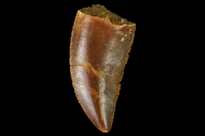Serrated, Raptor Tooth - Real Dinosaur Tooth #171426